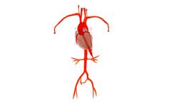United Biologics - Model ECM00V02 - Embedded Coronary Model