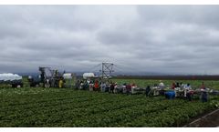 Valley Fabrication - Bulk Dragon