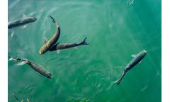 Submersible chemical sensors solutions for aquaculture industry