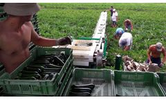 Delecroix - Hydraulic Harvesting Belt