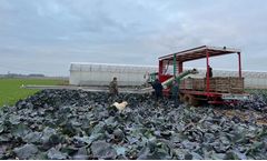 Delecroix - Side Harvesting Belt