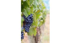Robs4Crops - Mechanical Weeding Technology in Vineyards