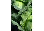 Robs4Crops - Mechanical Weed Control Technology in Vegetable Production