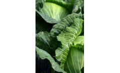 Robs4Crops - Mechanical Weed Control Technology in Vegetable Production