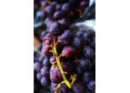 Robs4Crops - Table Grape Spraying Technology