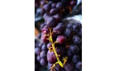 Robs4Crops - Table Grape Spraying Technology