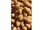 Robs4Crops - Crop Rotation Technology in Potato Farming Systems