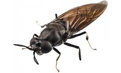 HiPer-Fly - Elite Black Soldier Fly
