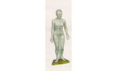 MSEC - Model LMF221AHLMM - 19 in. Human Acupuncture Model Female