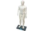 MSEC - Model 121AHLMM - 11 in. Human Acupuncture Model Male