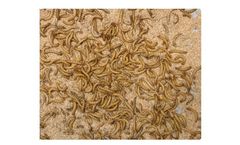 Industrial Insect Farming Solutions