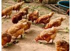 Protenga - Hermet Protein for Poultry