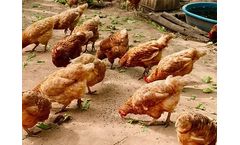 Protenga - Hermet Protein for Poultry
