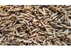 FlyFarm - Fresh Live Black Soldier Fly Larvae: High Protein & Calcium Feed for Pets and Reptiles