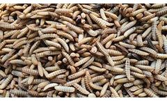 FlyFarm - Fresh Live Black Soldier Fly Larvae: High Protein & Calcium Feed for Pets and Reptiles