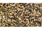 FlyFarm - Organic Oven-Dried Black Soldier Fly Larvae for Livestock Nutrition