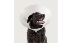 KVP - Model Betsy - Collar