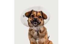 KVP - Model Betsy Clear - Collar