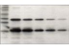 Tymora Analytical - Model 800 - pIMAGO HRP Detection on Western Blot (Complete Kit)