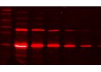 Tymora Analytical - Model 802 - pIMAGO Fluor 680 Detection on Western Blot (Complete Kit)