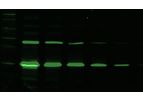Tymora Analytical - Model 803 - pIMAGO Fluor 800 Detection on Western Blot (Complete Kit)