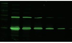 Tymora Analytical - Model 803 - pIMAGO Fluor 800 Detection on Western Blot (Complete Kit)
