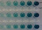 Tymora Analytical - Model 900 - pIMAGO HRP Colorimetric Detection on Microplate (Complete Kit)