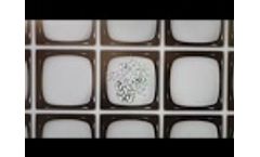 Single Cell Cloning - CHO clone picking from nanowells | CellCelector - Screen view - Video