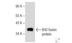 Santa-Cruz - Model B42- sc-377101 - Primary Antibodies