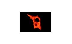 Santa Cruz - Model Anti-GFP-sc-9996 - Mouse Monoclonal Antibody