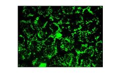 Santa Cruz - Model CRIF1-(H-9): sc-374122 - Mouse Monoclonal Antibodies