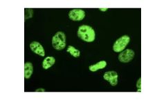 Santa Cruz - Model m-IgG Fc BP-FITC: sc-533651 - Mouse IgG Fc Binding Protein