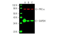 Cruz Marker - Model sc-2035 - Molecular Weight Standards Antibodies