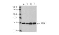 Cruz Marker - Model MW Tag-HRP: sc-516732 - Molecular Weight Standards and Detection Antibodies