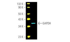 Cruz Marker - Model MW Tag-Alexa Fluor 488: sc-516790 - Molecular Weight Standards and Detection Antibodie