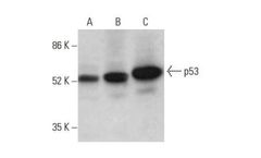 Santa Cruz Biotechnology, Inc. - Monoclonal Anti-p53 Antibody (DO-1) for Wild Type and Mutant p53 Detection