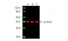 Santa Cruz Biotechnology, Inc. - Mouse Monoclonal Anti-β-Actin Antibody (C4)