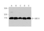 Santa Cruz Biotechnology, Inc. - m-IgGκ BP-HRP