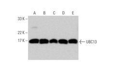 Santa Cruz Biotechnology, Inc. - m-IgGκ BP-HRP