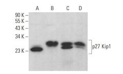 Santa Cruz Biotechnology, Inc. - p27 Kip1/CDKN1B Antibody