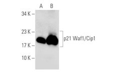 Santa Cruz Biotechnology, Inc. - p21 Waf1/Cip1/CDKN1A Antibody (F-5)
