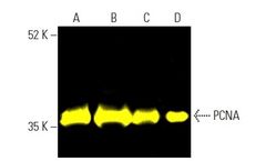 Santa Cruz Biotechnology, Inc. - PCNA Antibody (PC10)