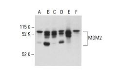 Santa Cruz Biotechnology, Inc. - MDM2 Antibody (SMP14)