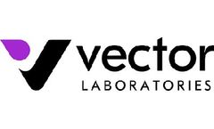 Vantage WestVision - Enzyme Polymers for Western Blot Detection