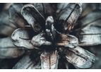 Emergent - Farming Biochar