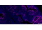 Rockland - Model 400-301-MR2 - Recombinant scFv Anti-Human CD45 Antibody