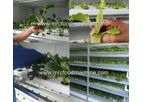 Hydroponic Vegetable Growing System