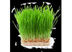Green Fodder