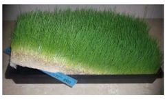 Fodder Feeding System - Grow Fresh Food For Your Animals