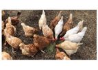 Fodder Feeding System - Grow Fresh Fodder For Chickens